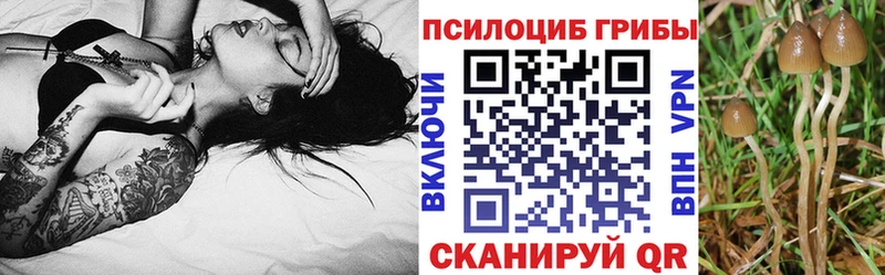 Псилоцибиновые грибы Psilocybe где можно купить mega вход Зарайск